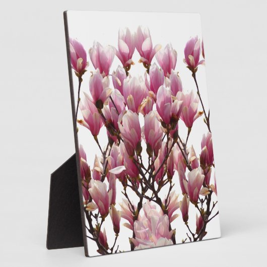 Blühende rosa Magnolias-Frühlingsstimmung in der B Fotoplatte (Seite)