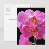 Blühende rosa Orchideen Postkarte (Vorne/Hinten)