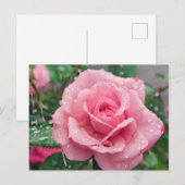 Blühende rosa Rose mit Regentropfen Postkarte (Vorne/Hinten)