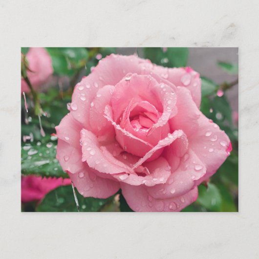 Blühende rosa Rose mit Regentropfen Postkarte (Vorderseite)