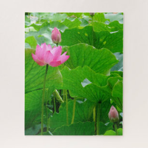 Blühende rosa Wasserlilie Puzzle