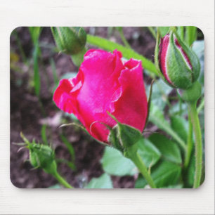blühende Rose pastellfarben Mousepad