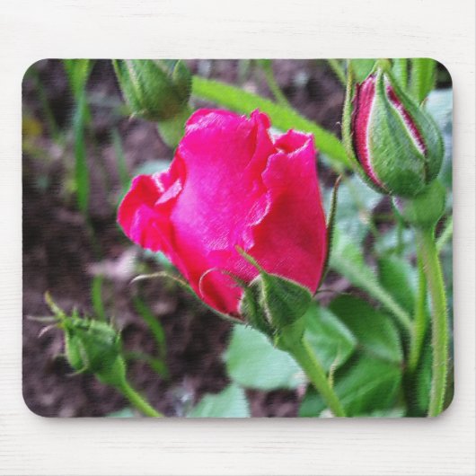 blühende Rose pastellfarben Mousepad (Vorne)