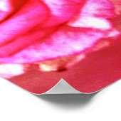 Blühende Rose Poster (Ecke)