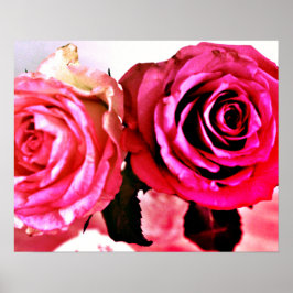 Blühende Rose Poster