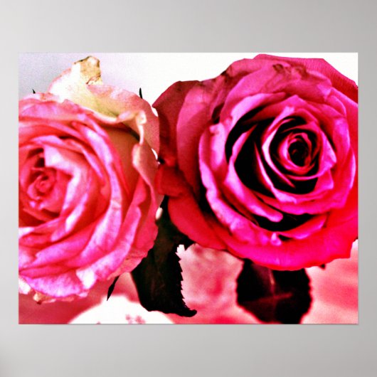 Blühende Rose Poster (Vorne)