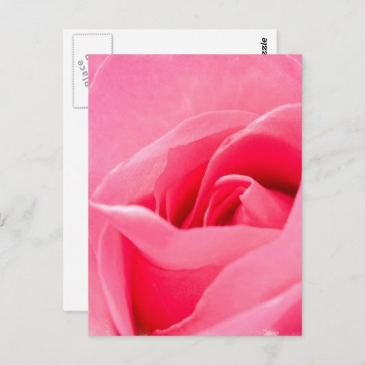 Blühende Rose Postkarte (Vorne/Hinten)