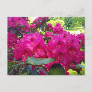 Blühende rote Blume Rhododendron Feiertagspostkarte