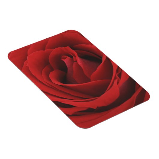 blühende Rote Rose Magnet (Rechte Seite)