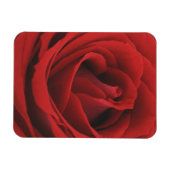 blühende Rote Rose Magnet (Horizontal)
