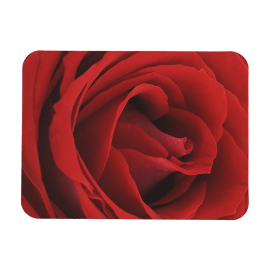 blühende Rote Rose Magnet (Horizontal)