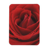 blühende Rote Rose Magnet (Vertikal)