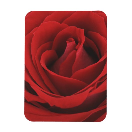 blühende Rote Rose Magnet (Vertikal)