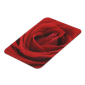 blühende Rote Rose Magnet (Linke Seite)