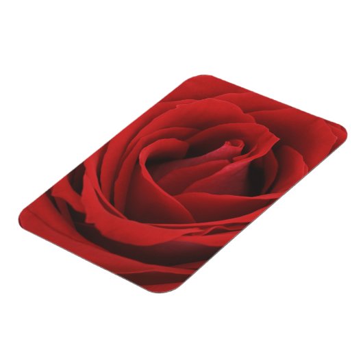 blühende Rote Rose Magnet (Linke Seite)