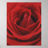 blühende Rote Rose Poster (Vorne)