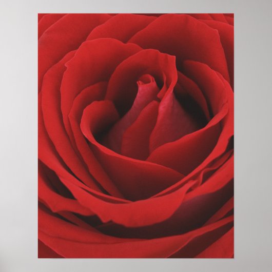 blühende Rote Rose Poster (Vorne)