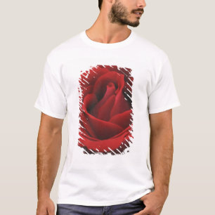 Blühende Rote Rose T-Shirt
