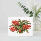 Blühende rote Weihnachtskaktus-Pflanze Postkarte (Stehend Vorderseite)