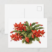 Blühende rote Weihnachtskaktus-Pflanze Postkarte (Vorne/Hinten)