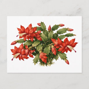 Blühende rote Weihnachtskaktus-Pflanze  Postkarte