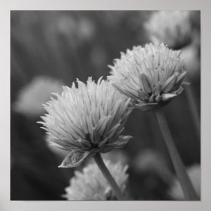 Blühende Scallions Allium Blume Schwarz und Weiß Poster