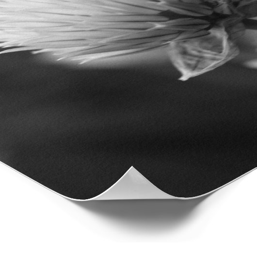 Blühende Scallions Schwarz-weiße Blütendrucke Poster (Ecke)