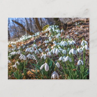 Blühende Schneeglöckchen Blumen Frühling Wald Natu Feiertagspostkarte
