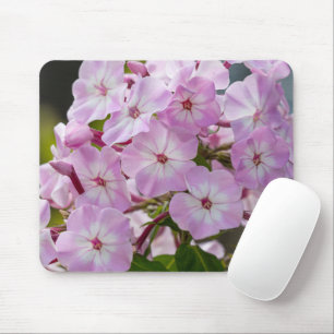 Blühende Schönheit: Phlox-Fotografie faszinieren Mousepad