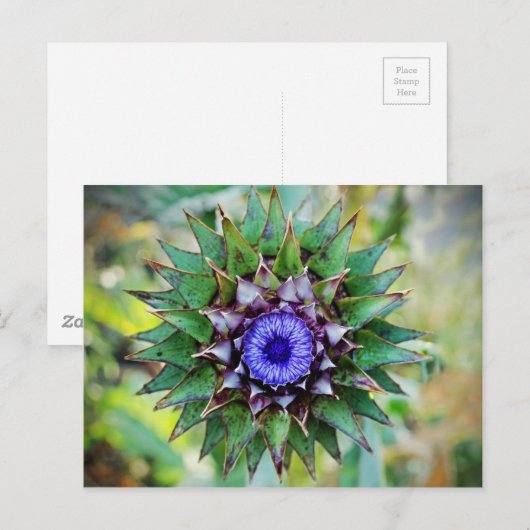 Blühende schottische Distel Postkarte (Vorne/Hinten)