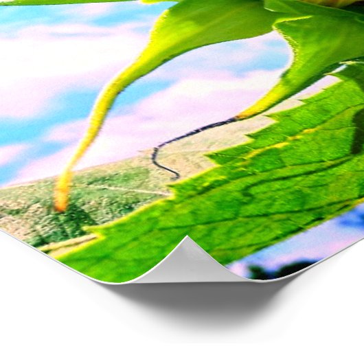 Blühende Sonnenblume Poster (Ecke)