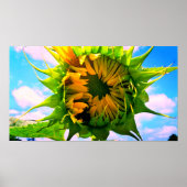 Blühende Sonnenblume Poster (Vorne)