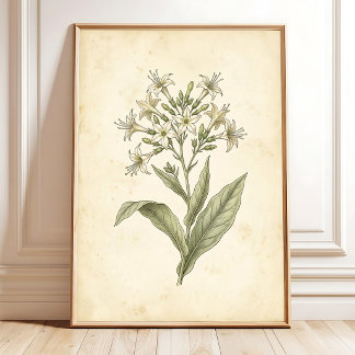 Blühende Tabak Botanische Wandkunst Druck Poster
