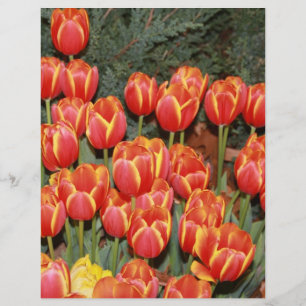 Blühende Tulpen! Flyer