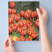 Blühende Tulpen! Flyer (Hand)