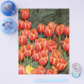 Blühende Tulpen! Flyer (Einzeln)