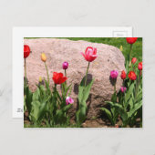 Blühende Tulpen Postkarte (Vorne/Hinten)