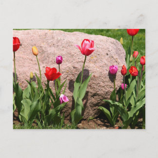 Blühende Tulpen Postkarte