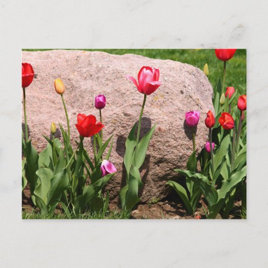 Blühende Tulpen Postkarte (Vorderseite)
