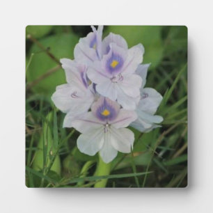 Blühende Wasserhyazinthe - Tropische Wasserblume Fotoplatte