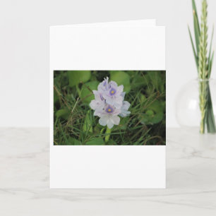 Blühende Wasserhyazinthe - Tropische Wasserblume  Karte