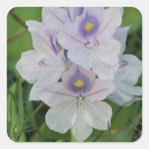Blühende Wasserhyazinthe - Tropische Wasserblume Quadratischer Aufkleber