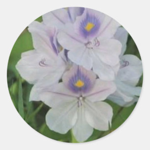 Blühende Wasserhyazinthe - Tropische Wasserblume  Runder Aufkleber