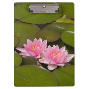 Blühende Wasserliken Klemmbrett