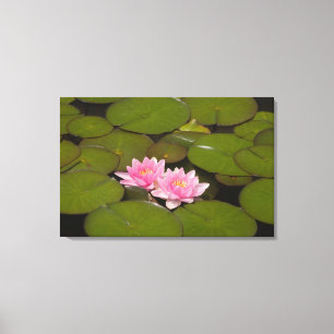 Blühende Wasserliken Leinwanddruck