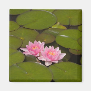 Blühende Wasserliliken Magnet