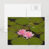 Blühende Wasserliliken Postkarte (Vorne/Hinten)