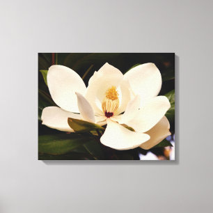 Blühende weiße Magnolia gesteppte Leinwand Print