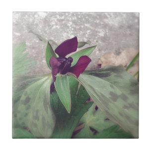 blühende Wildblume Fliese