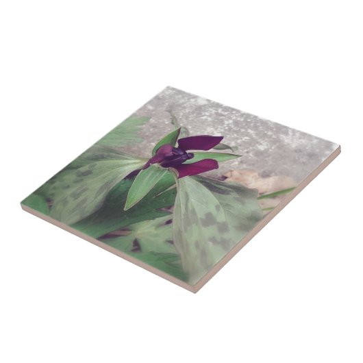 blühende Wildblume Fliese (Seite)